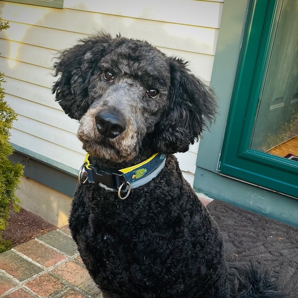 Meet your Posher, Tyer - Picture 1 of 1